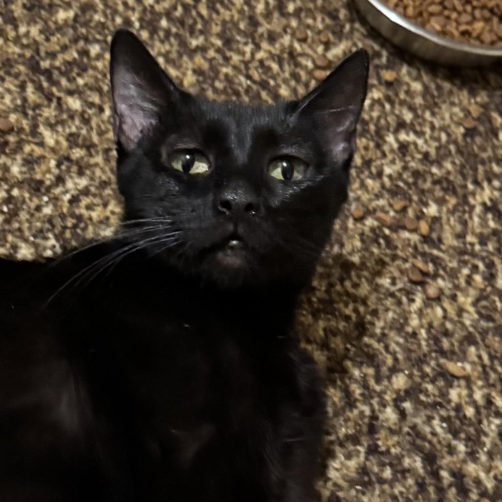 Lovie LS, Adoptable, Young Female Domestic Short Hair.
