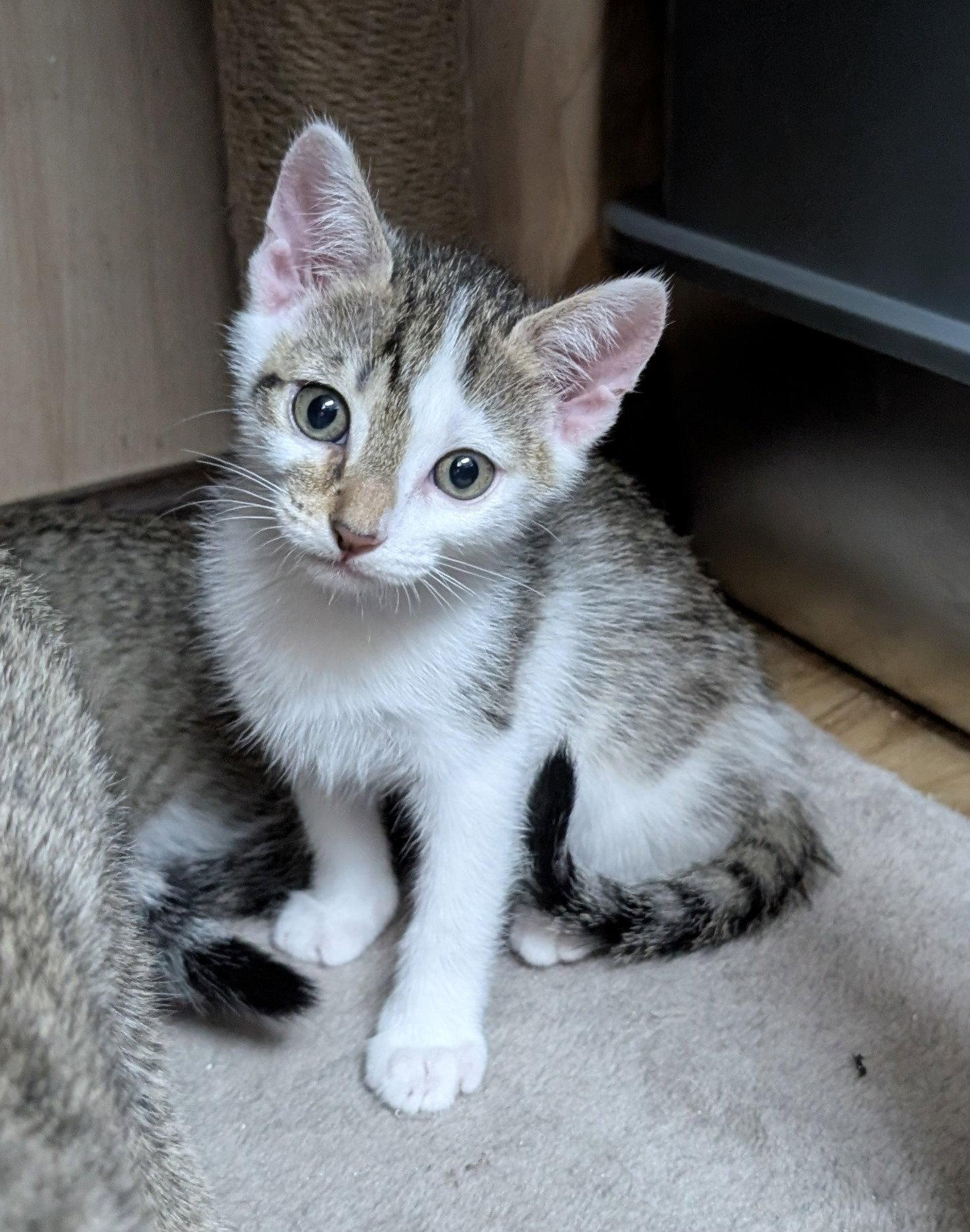 Luanne 5.23.26 (med waiver), a Adoptable Domestic Short Hair in Apopka, FL image 1/2