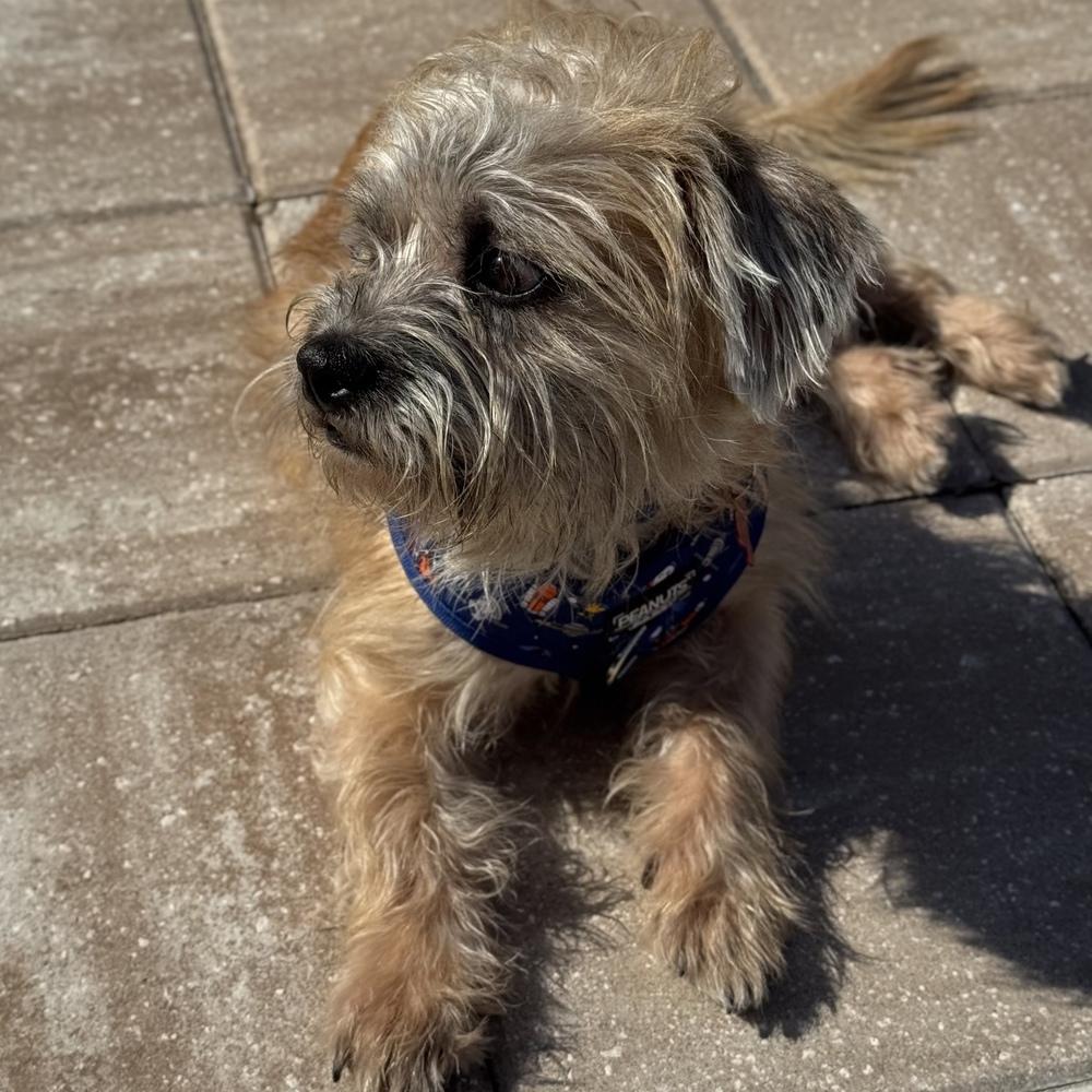 Tango, Adoptable, Young Male Terrier.