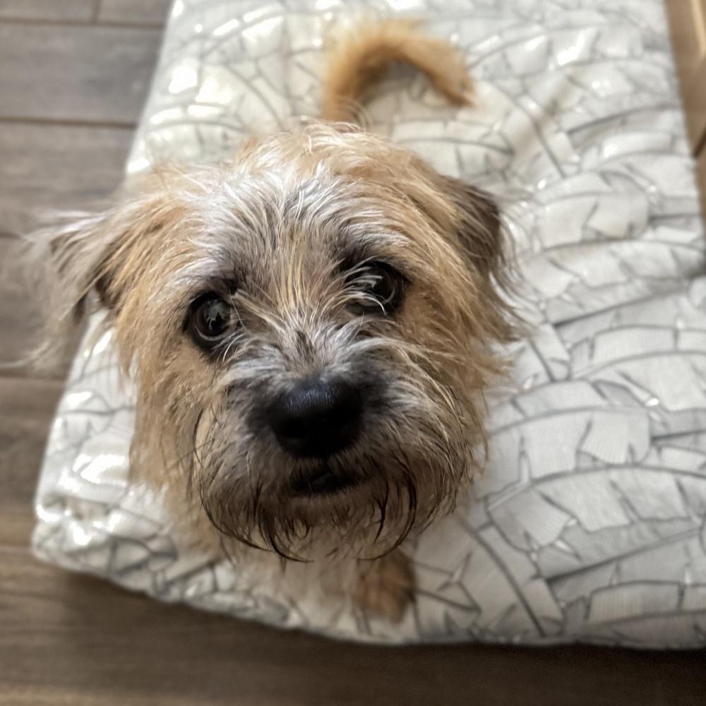 Enlarge Tango, a Adoptable mixed breed in Orlando, FL image 2/6