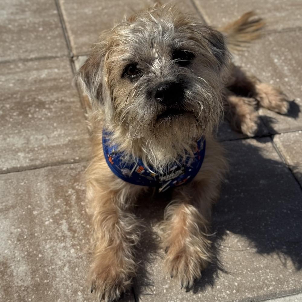 Enlarge Tango, a Adoptable mixed breed in Orlando, FL image 3/6