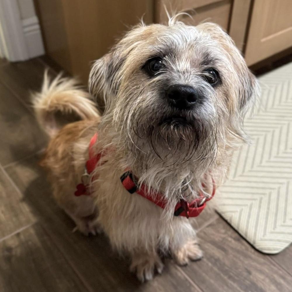 Enlarge Tango, a Adoptable mixed breed in Orlando, FL image 4/6