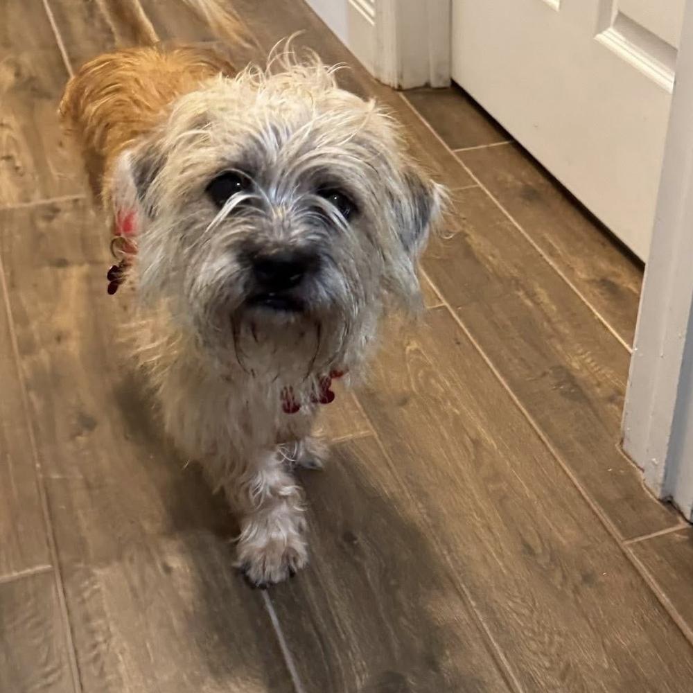 Enlarge Tango, a Adoptable mixed breed in Orlando, FL image 5/6