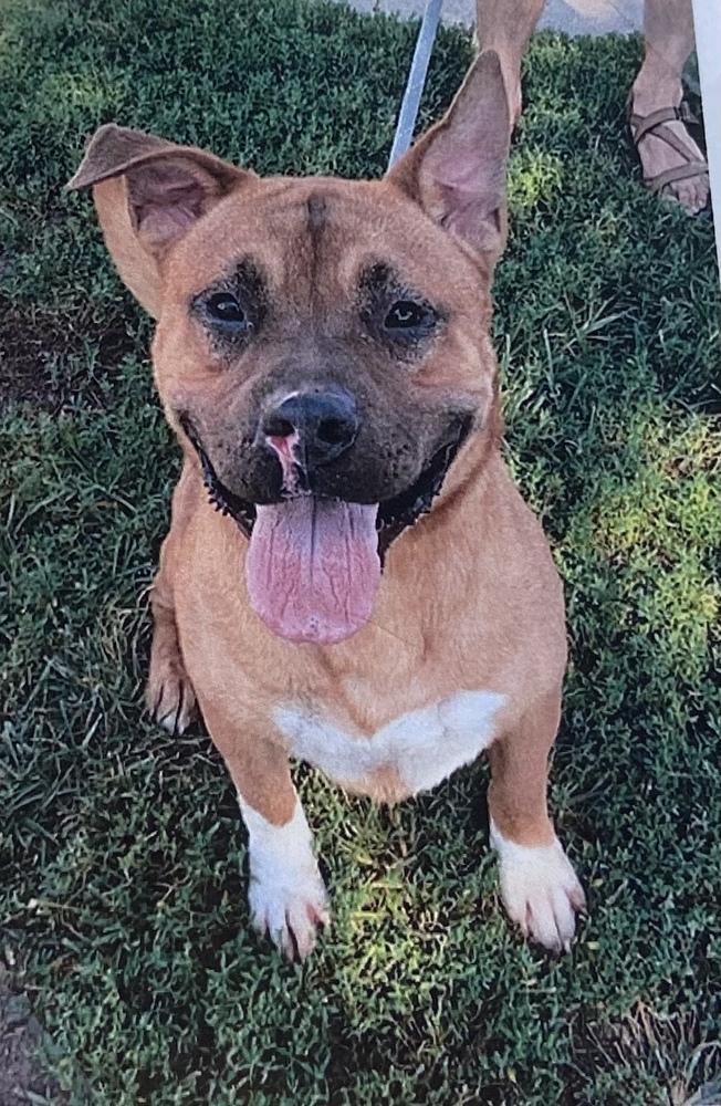 Enlarge Titus, a Adoptable mixed breed in Fort Madison, IA image 1/1
