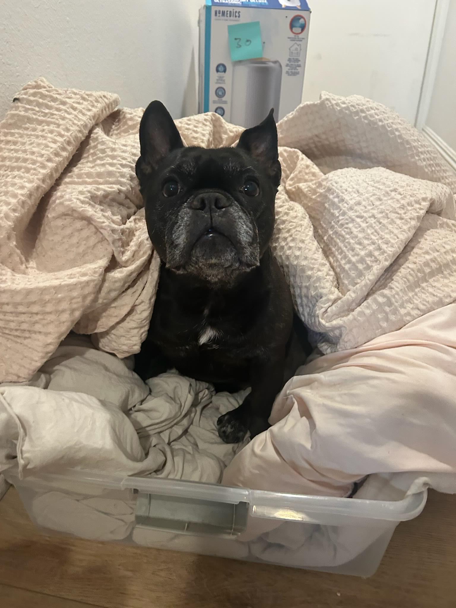 Luna, a Adoptable French Bulldog in Irvine, CA image 2/6