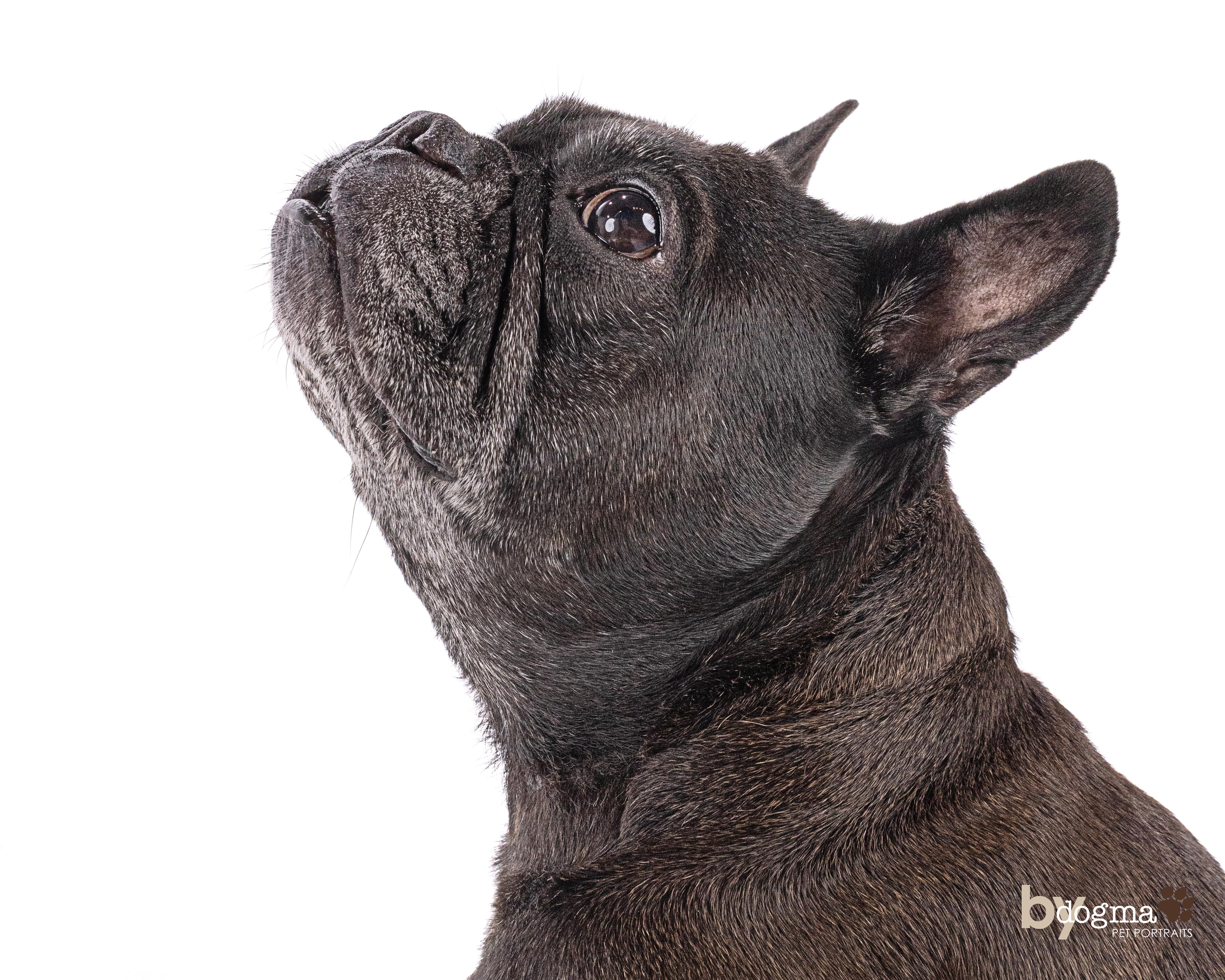 Luna, a Adoptable French Bulldog in Irvine, CA image 6/6