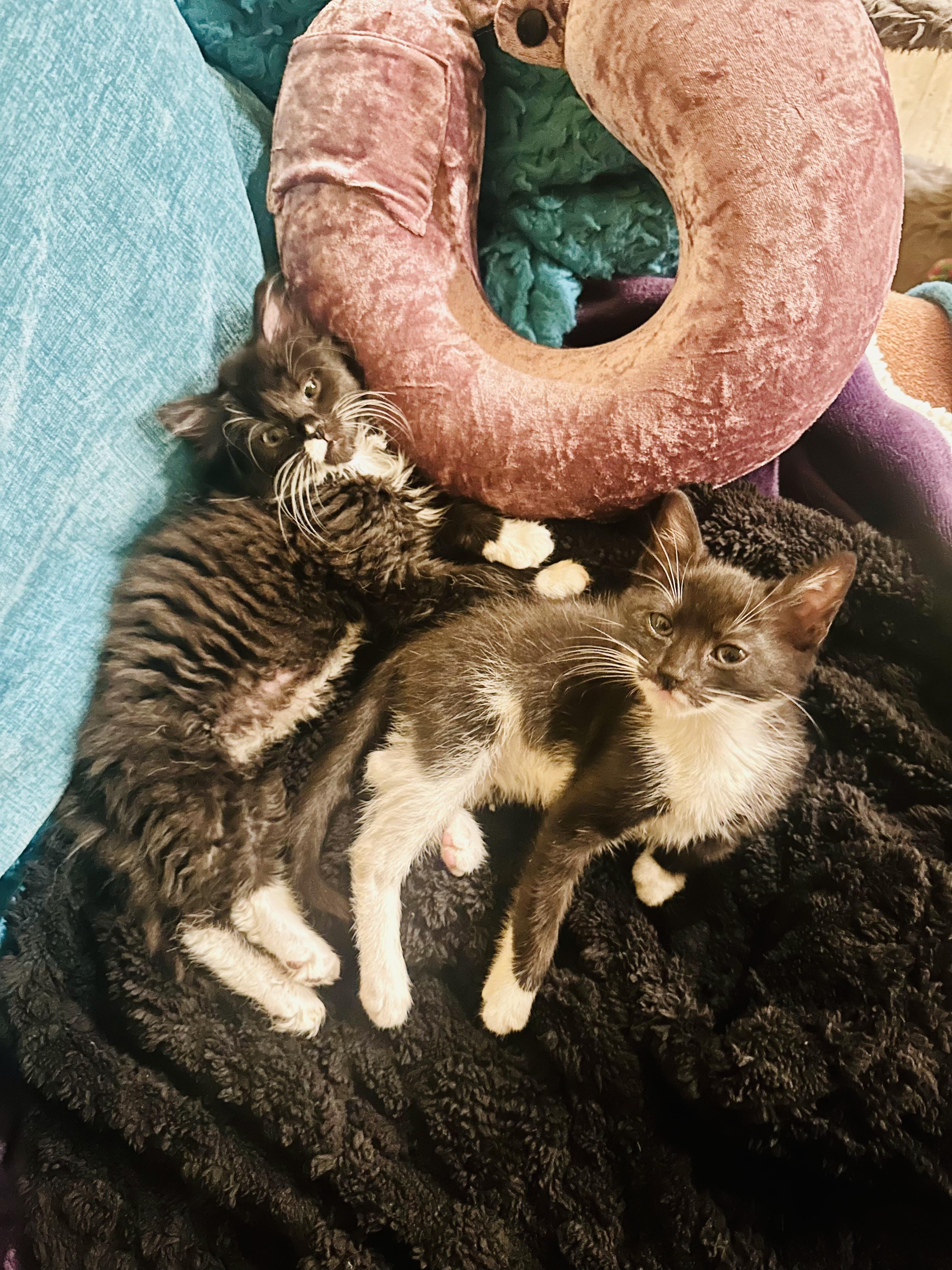 Mistletoe&Holly, adopted, Kitten Female Domestic Long Hair & Domestic Short Hair.