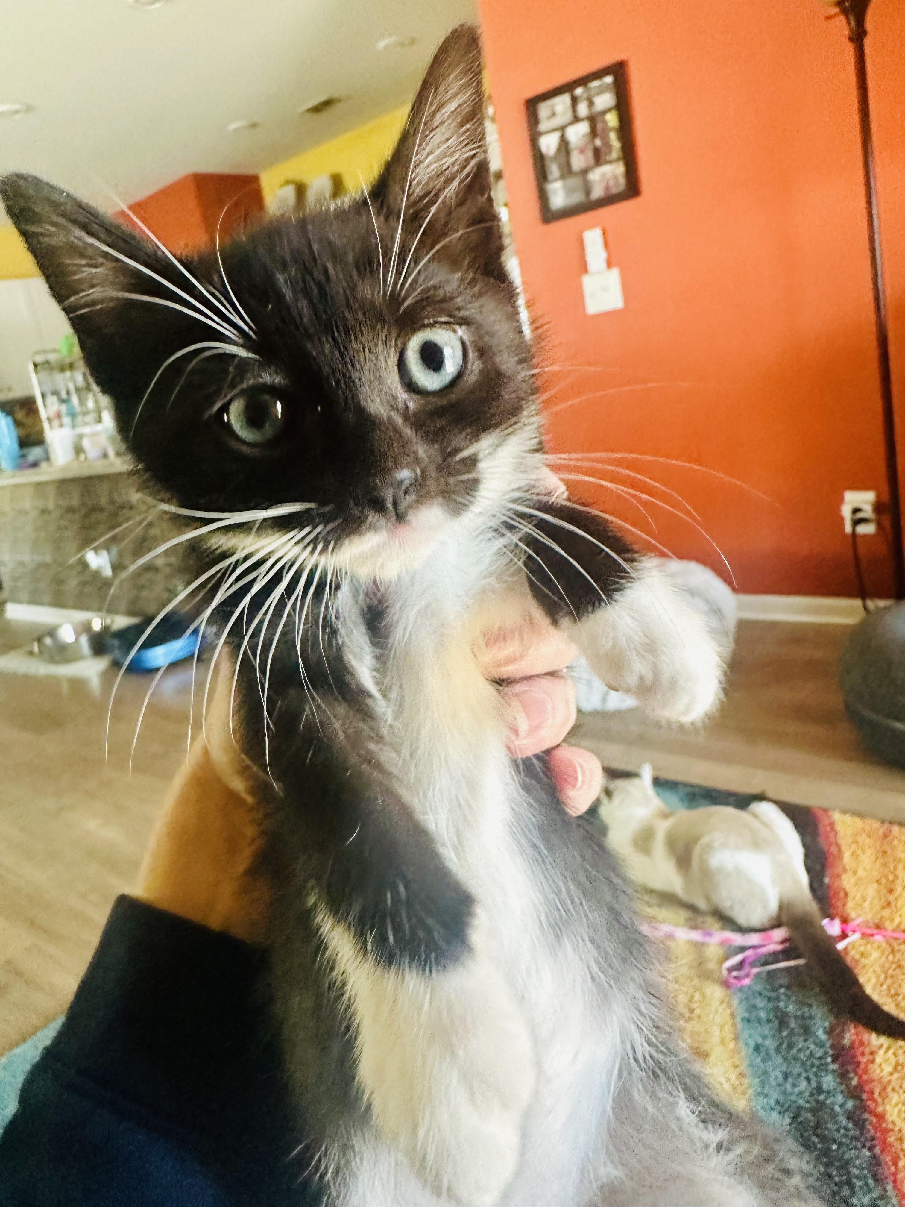 Enlarge Mistletoe&Holly, an adopted mixed breed in Little River, SC image 2/5