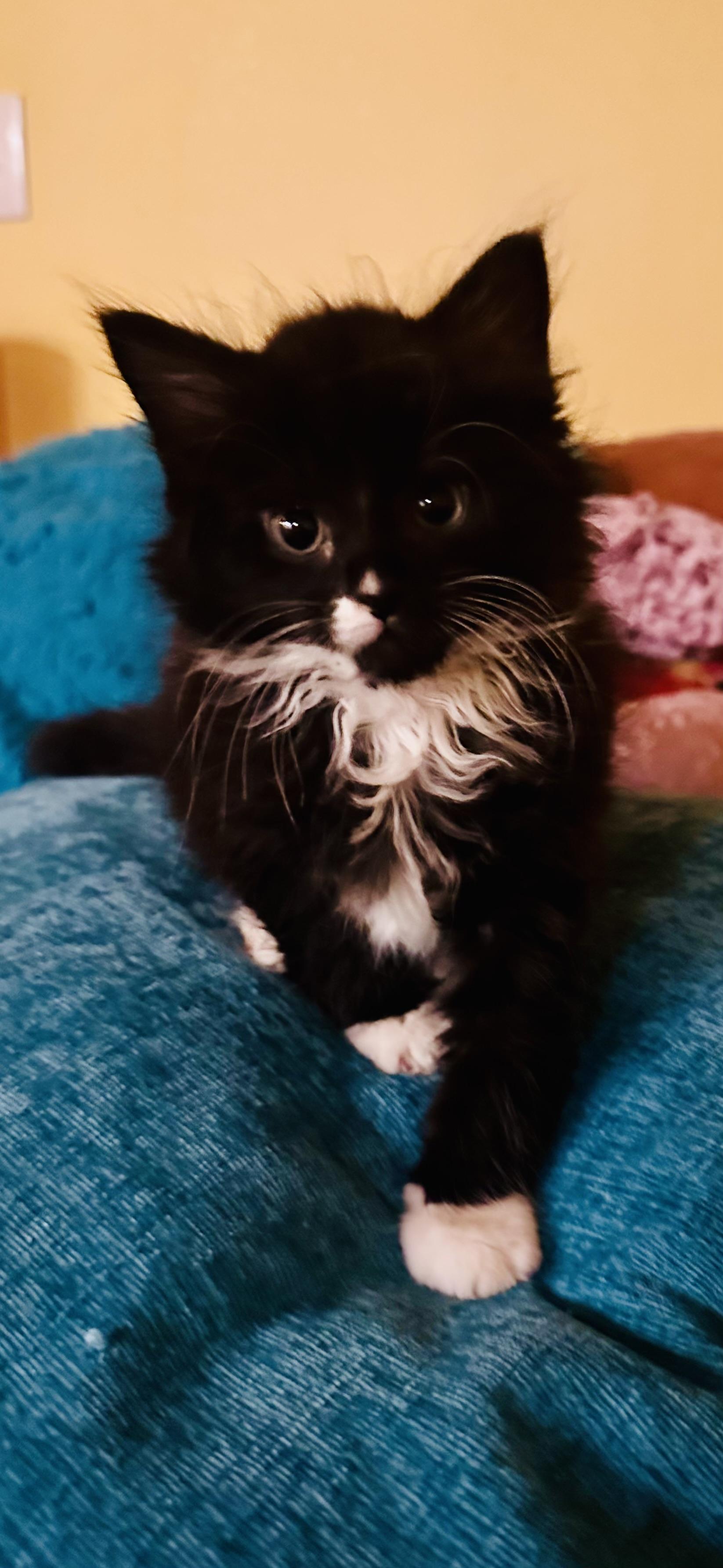 Enlarge Mistletoe&Holly, an adopted mixed breed in Little River, SC image 3/5