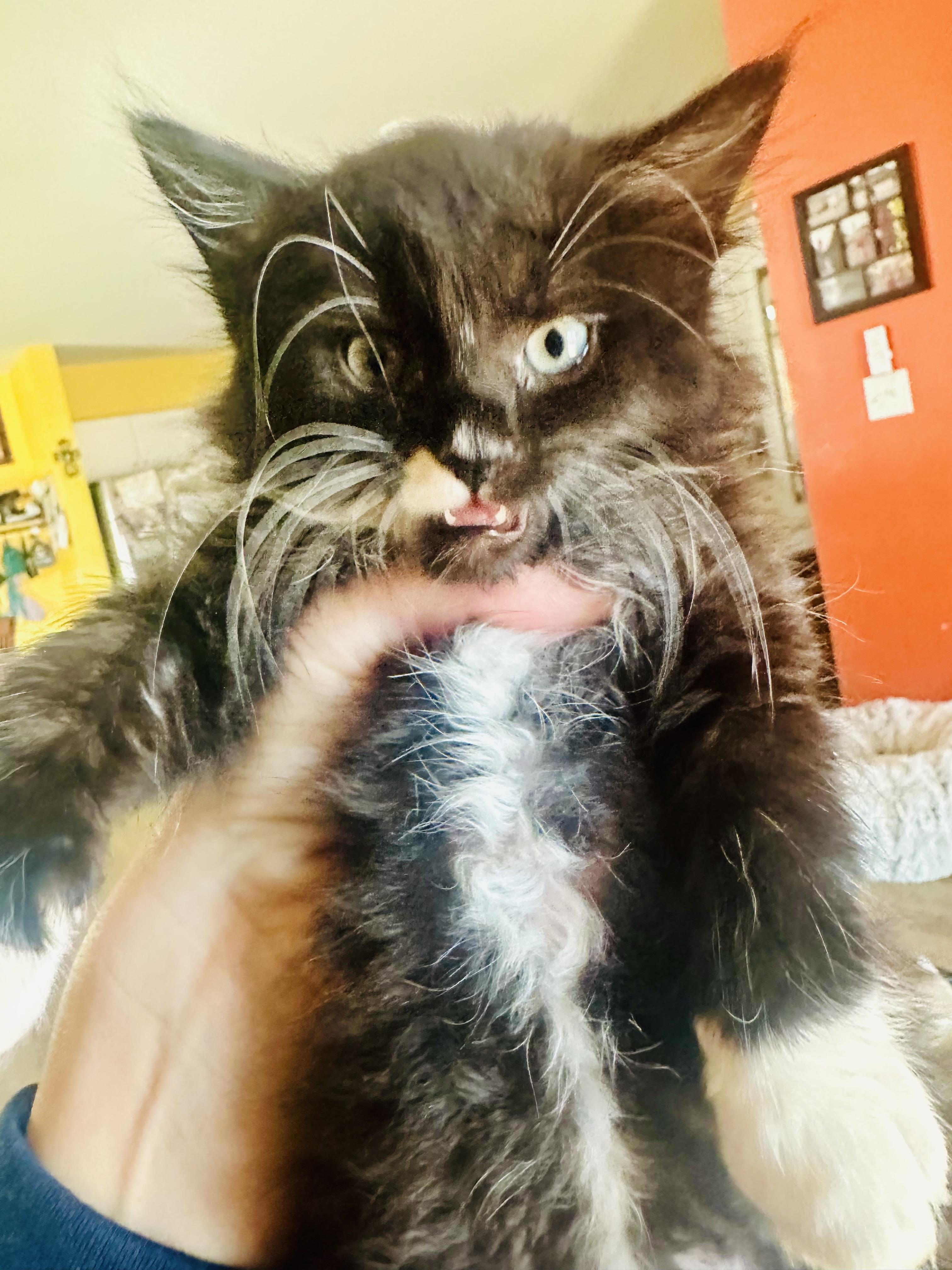 Enlarge Mistletoe&Holly, an adopted mixed breed in Little River, SC image 4/5