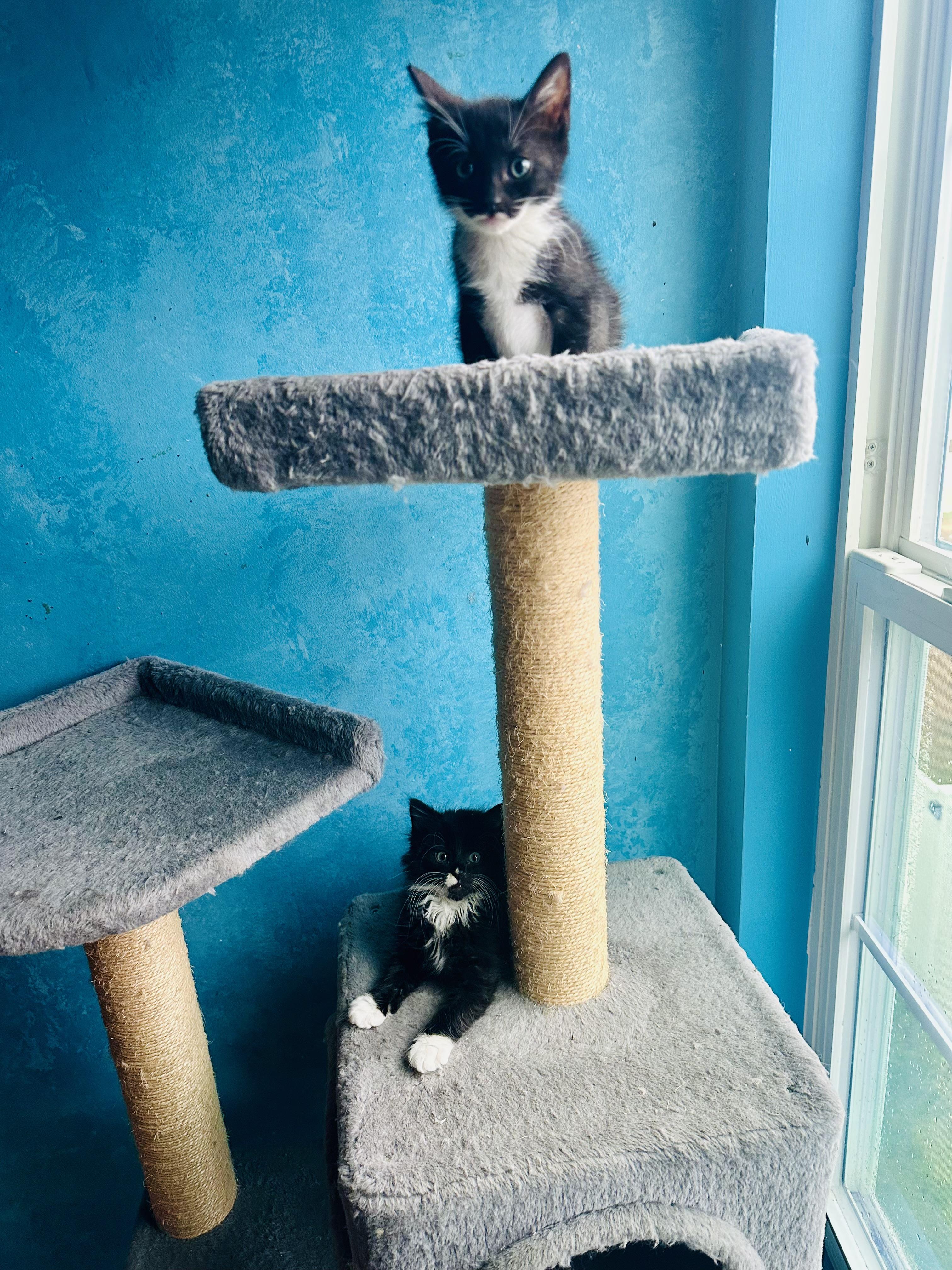 Enlarge Mistletoe&Holly, an adopted mixed breed in Little River, SC image 5/5