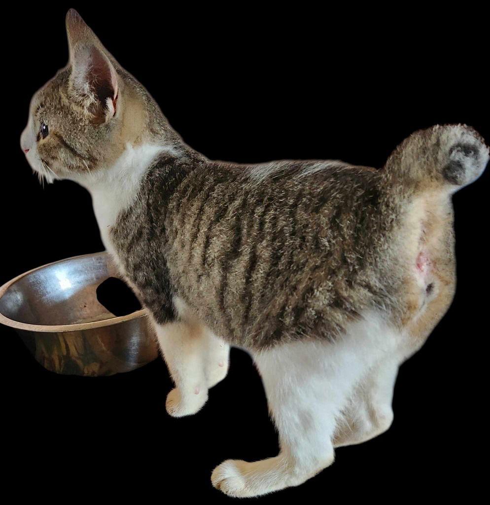 Enlarge Madison, a Adoptable Domestic Short Hair in Cromwell, KY image 2/2