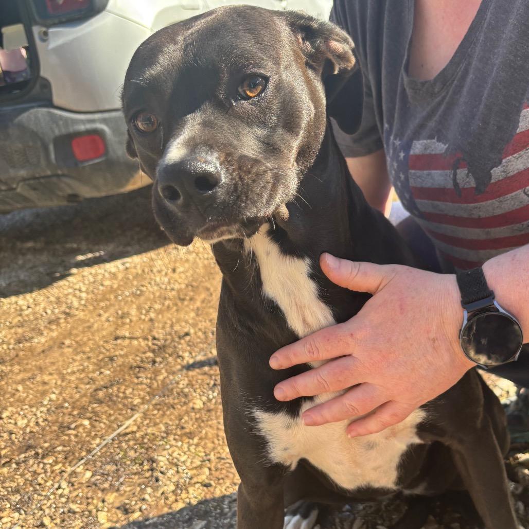 Jade, Adoptable, Adult Female Mixed Breed.