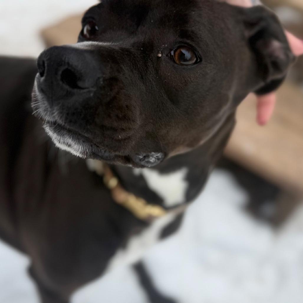 Jade, a Adoptable Mixed Breed in Red House, WV image 2/2