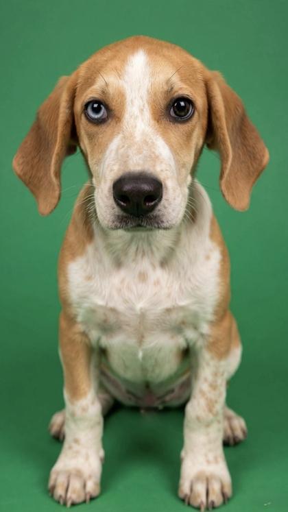Vidalia, adopted, Young Female Hound.