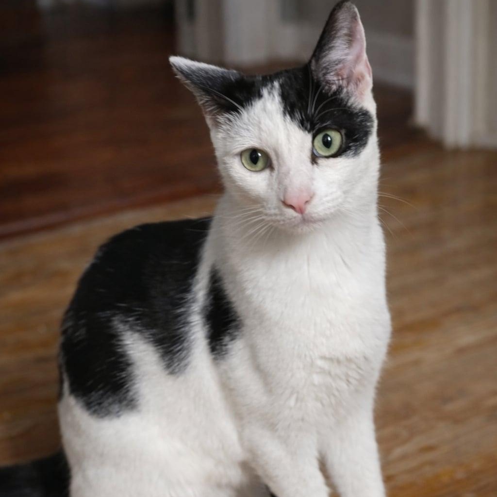 Star, Adoptable, Young Male Domestic Short Hair.