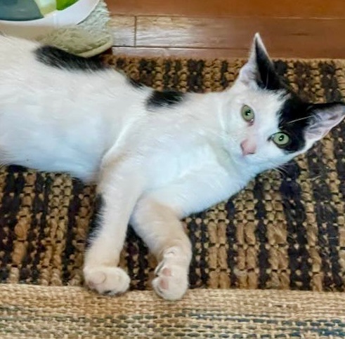 Enlarge Star, a Adoptable Domestic Short Hair in Cranford, NJ image 2/6