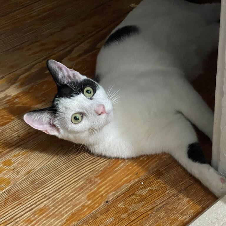 Enlarge Star, a Adoptable Domestic Short Hair in Cranford, NJ image 5/6