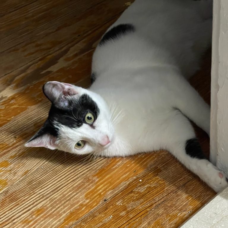 Enlarge Star, a Adoptable Domestic Short Hair in Cranford, NJ image 6/6