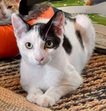 Enlarge Star, a Adoptable Domestic Short Hair in Cranford, NJ image 3/6