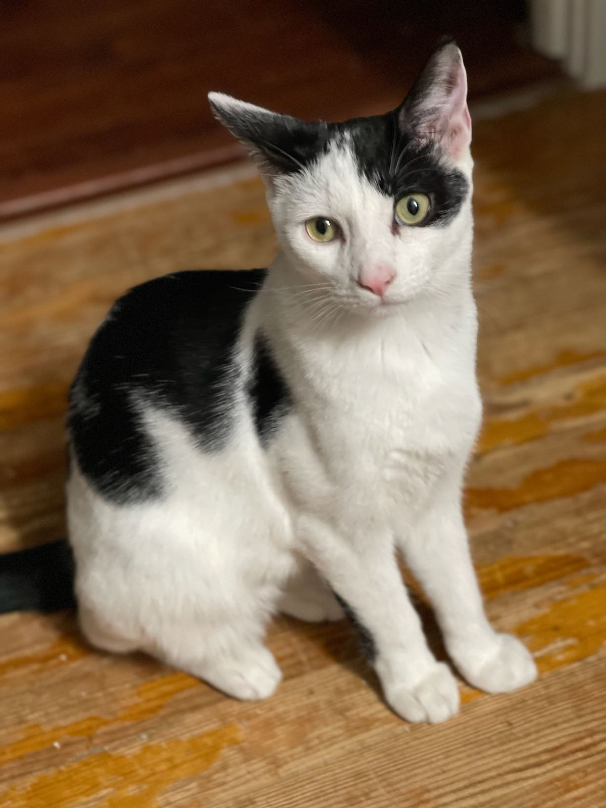 Star, Adoptable, Young Male Domestic Short Hair.