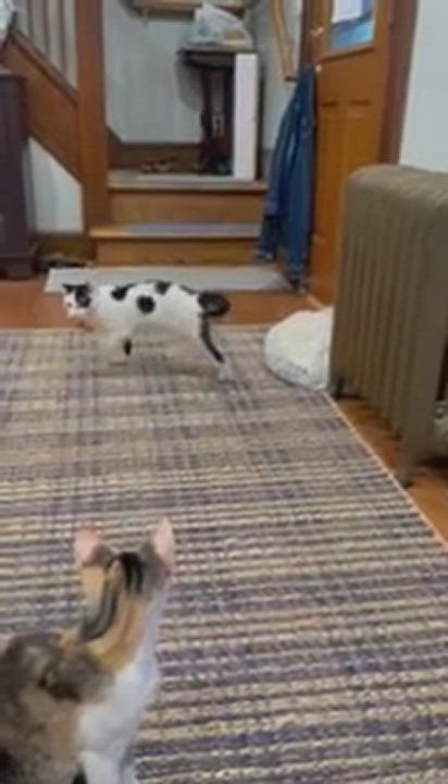 Enlarge Star, a Adoptable Domestic Short Hair in Cranford, NJ video 4/6