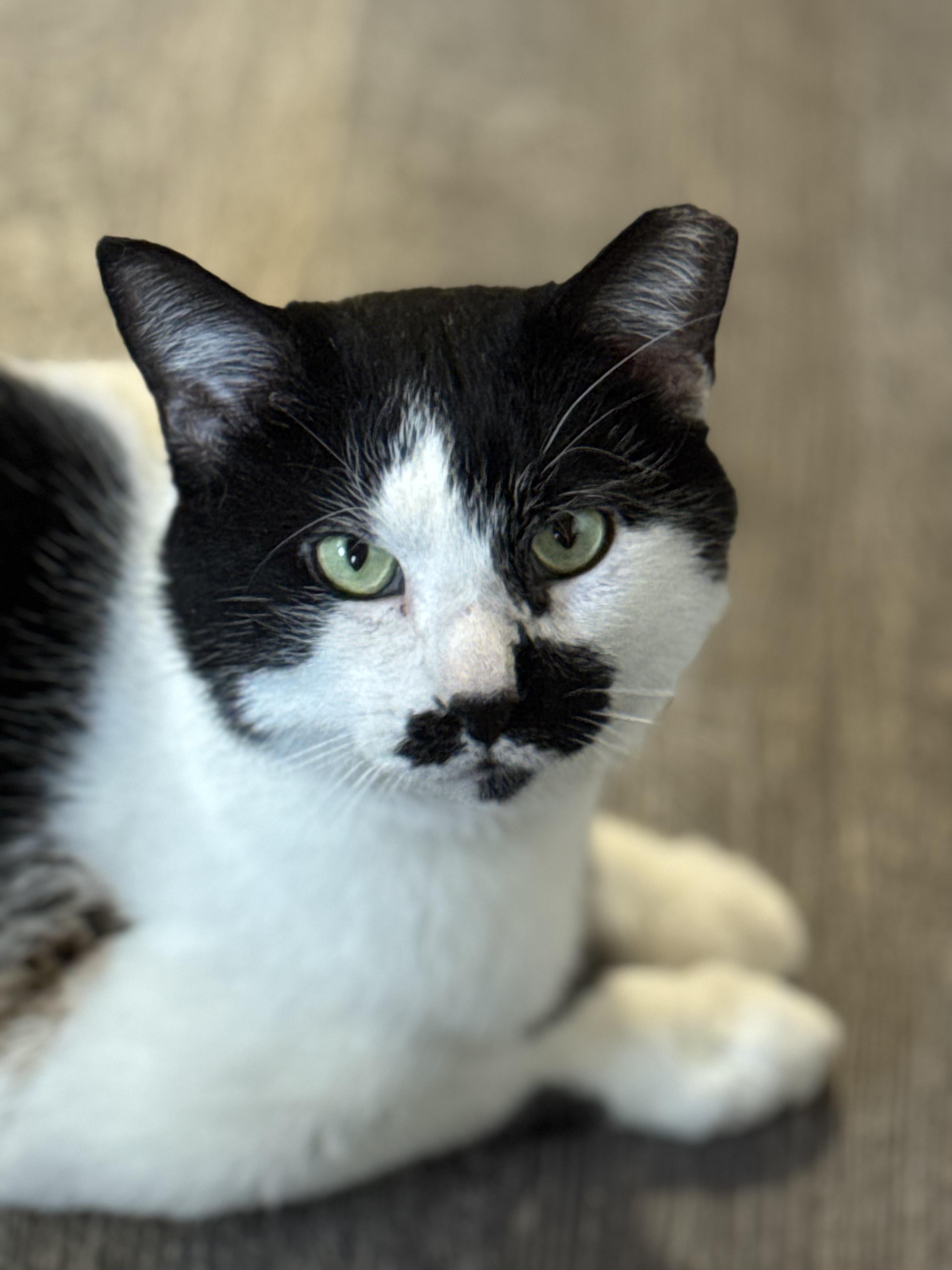 Darrow, a Adopted Domestic Short Hair in Crossville, TN image 1/3