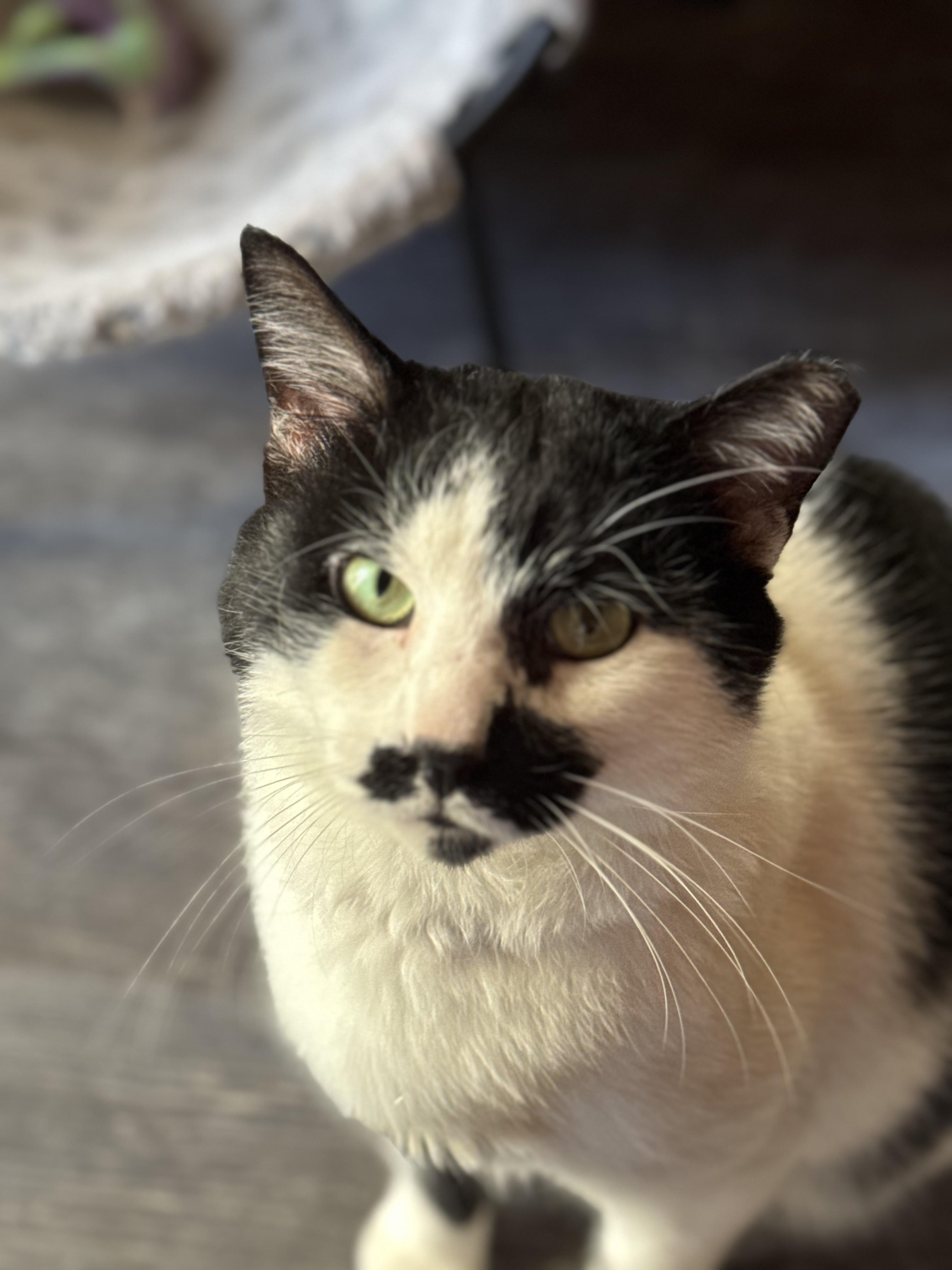 Darrow, a Adopted Domestic Short Hair in Crossville, TN image 2/3