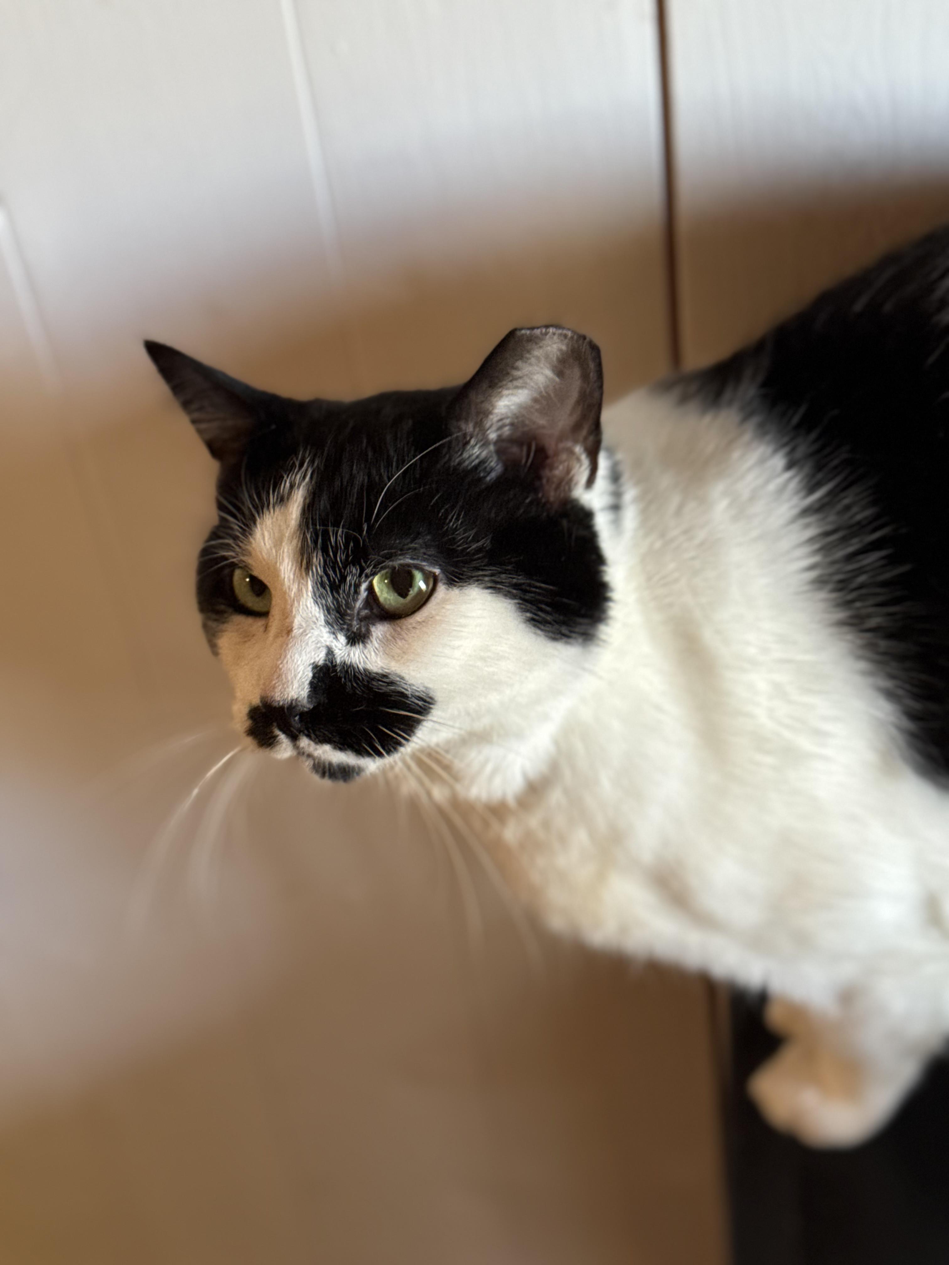 Darrow, a Adopted Domestic Short Hair in Crossville, TN image 3/3