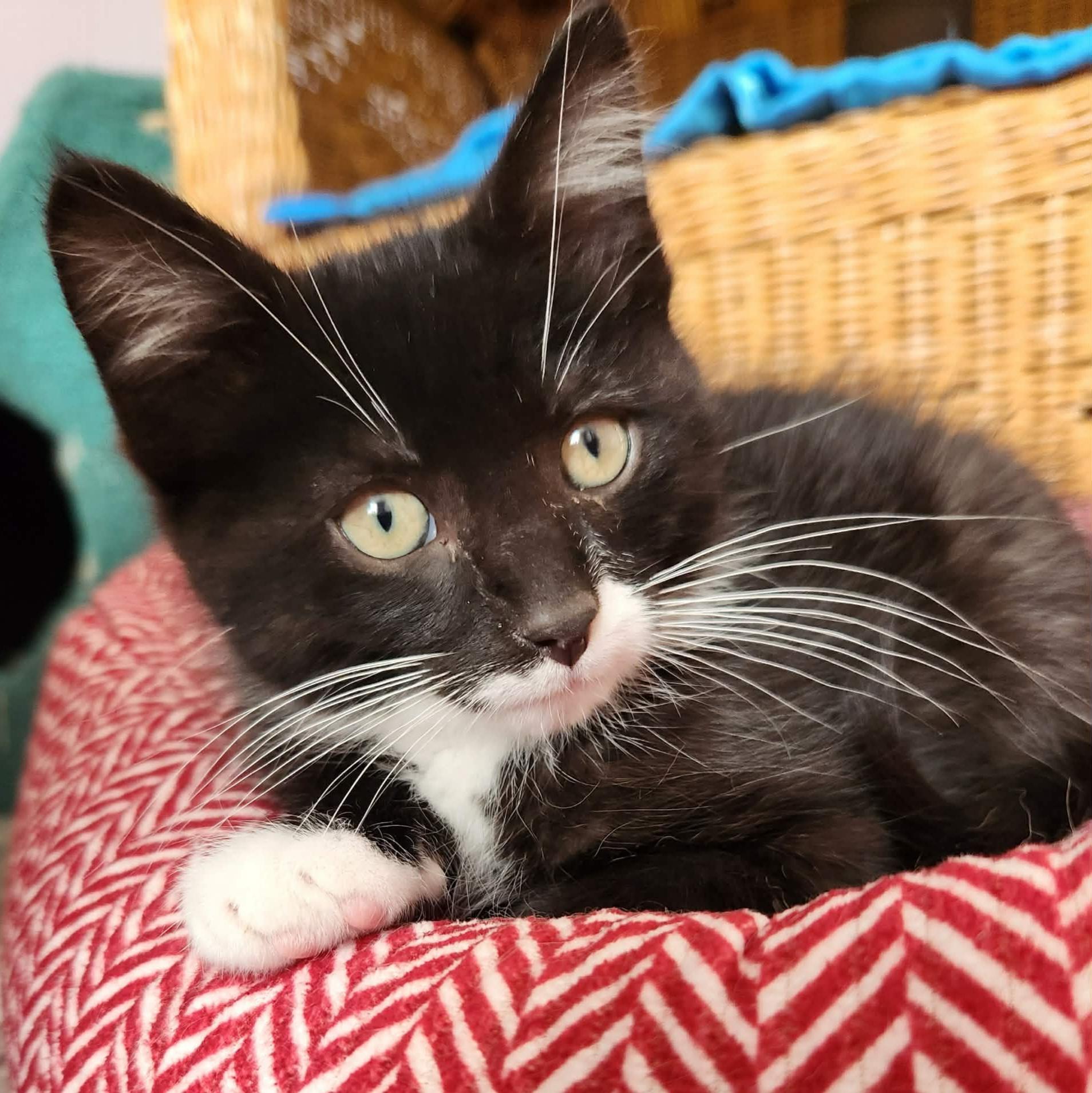 Marlow, an adopted Domestic Short Hair in Grand Rapids, MI image 2/5