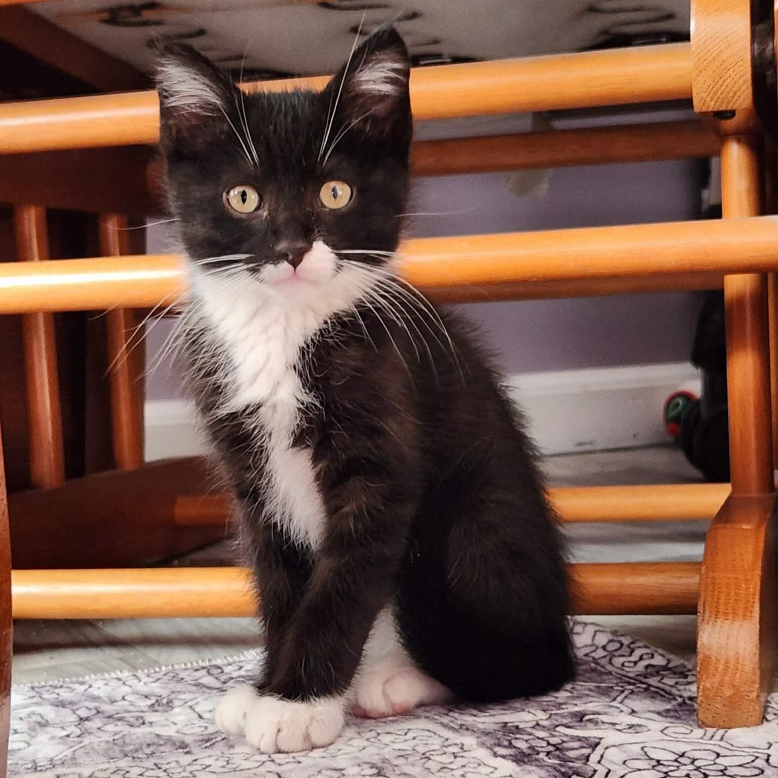 Marlow, an adopted Domestic Short Hair in Grand Rapids, MI image 3/5