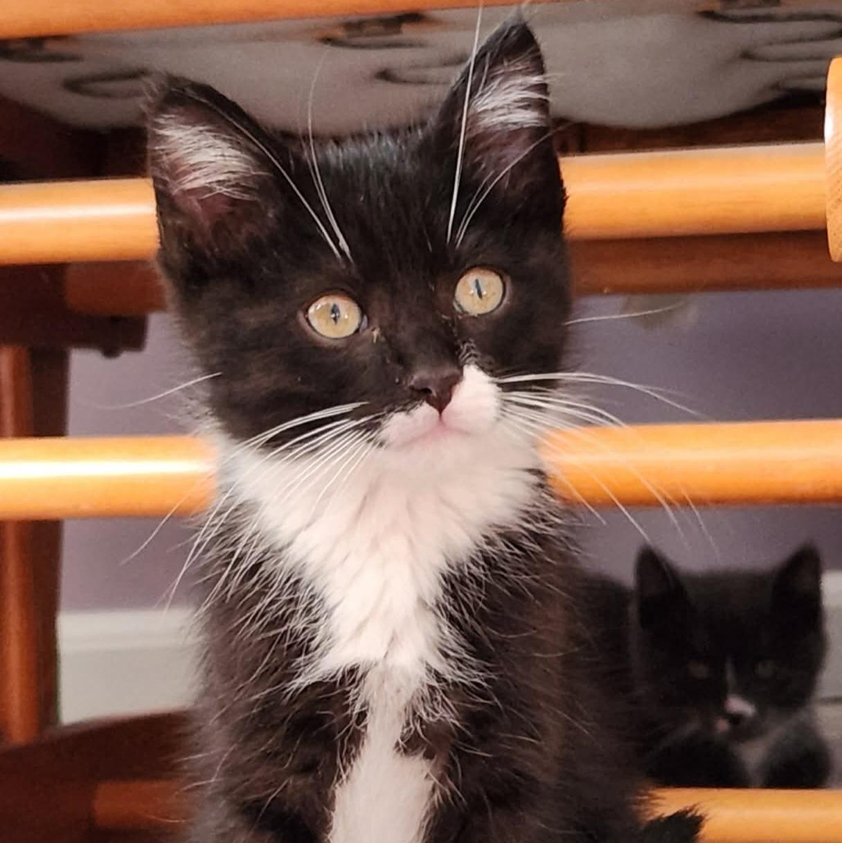 Marlow, an adopted Domestic Short Hair in Grand Rapids, MI image 4/5