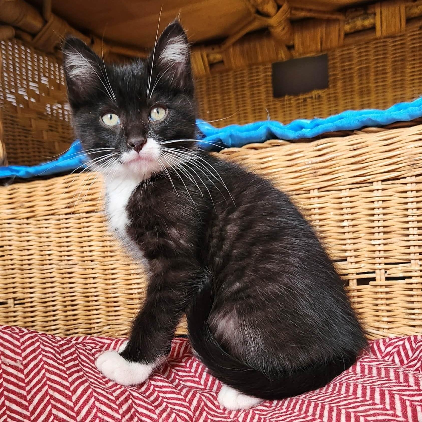 Marlow, an adopted Domestic Short Hair in Grand Rapids, MI image 1/5