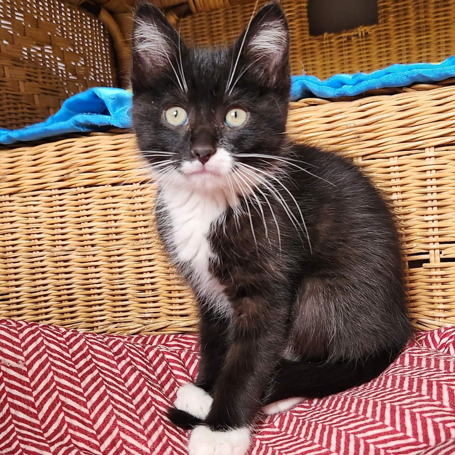 Marlow, an adopted Domestic Short Hair in Grand Rapids, MI image 5/5