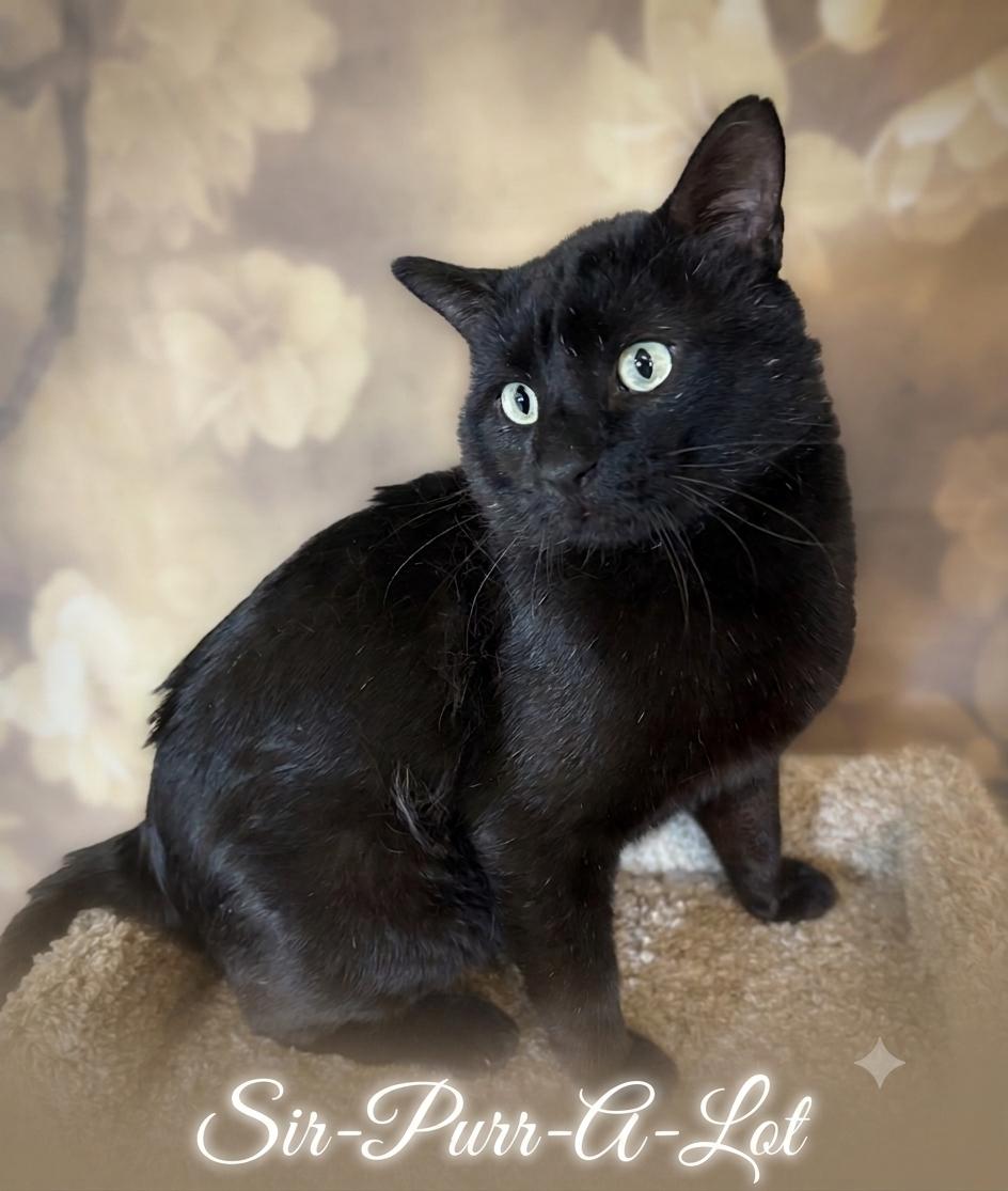 Enlarge Sir-Purr-A-Lot, an adopted Domestic Short Hair in Aurora, NE image 1/1