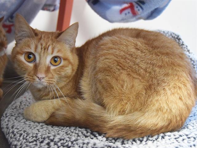 TOOTSIE, Adoptable, Adult Female Domestic Short Hair.