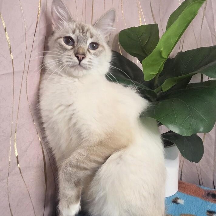 Mirelda, Adoptable, Adult Female Siamese & American Bobtail.