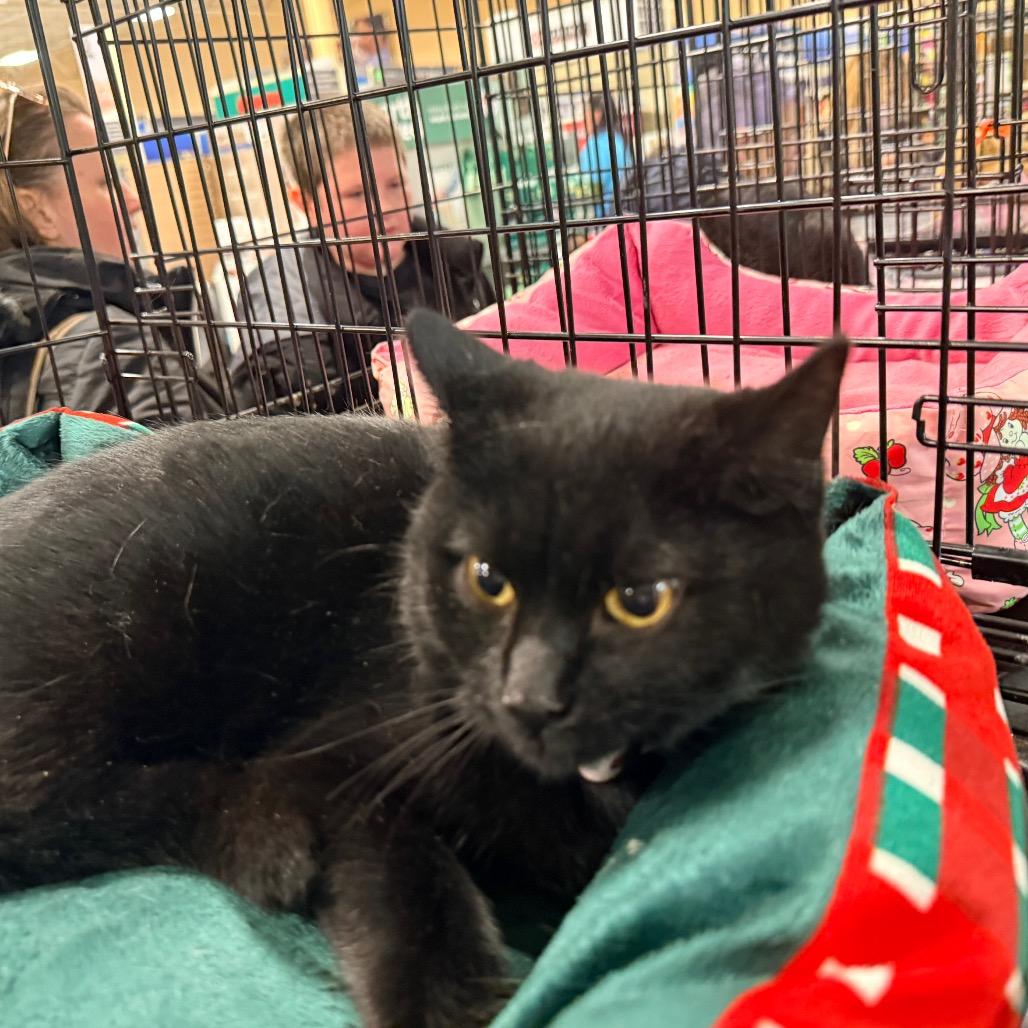 Cocoa, Adoptable, Young Female Domestic Short Hair.