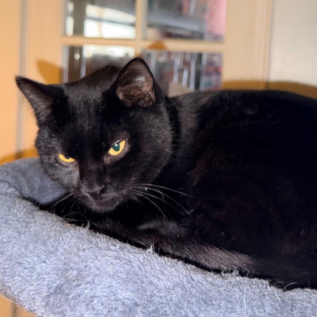 Enlarge Cocoa, a Adoptable Domestic Short Hair in Irwin, PA image 2/3