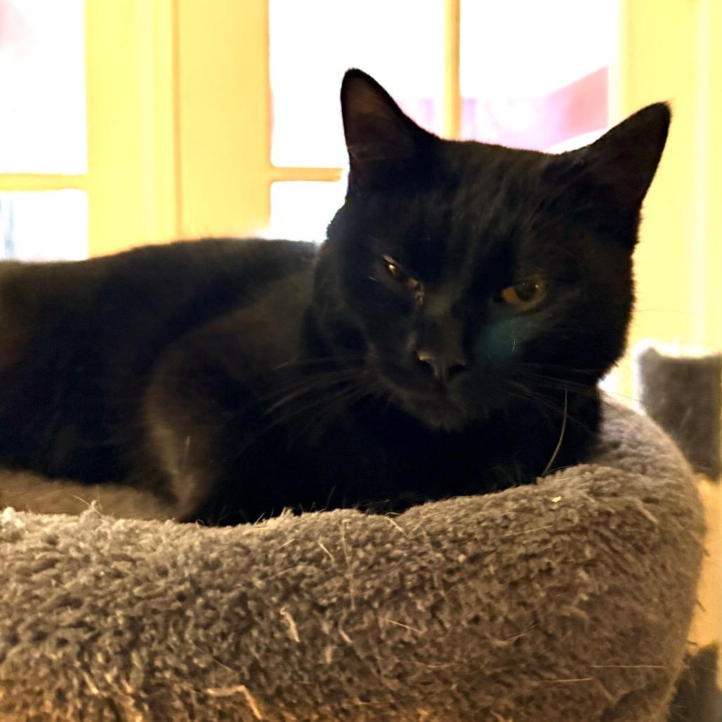 Enlarge Cocoa, a Adoptable Domestic Short Hair in Irwin, PA image 3/3