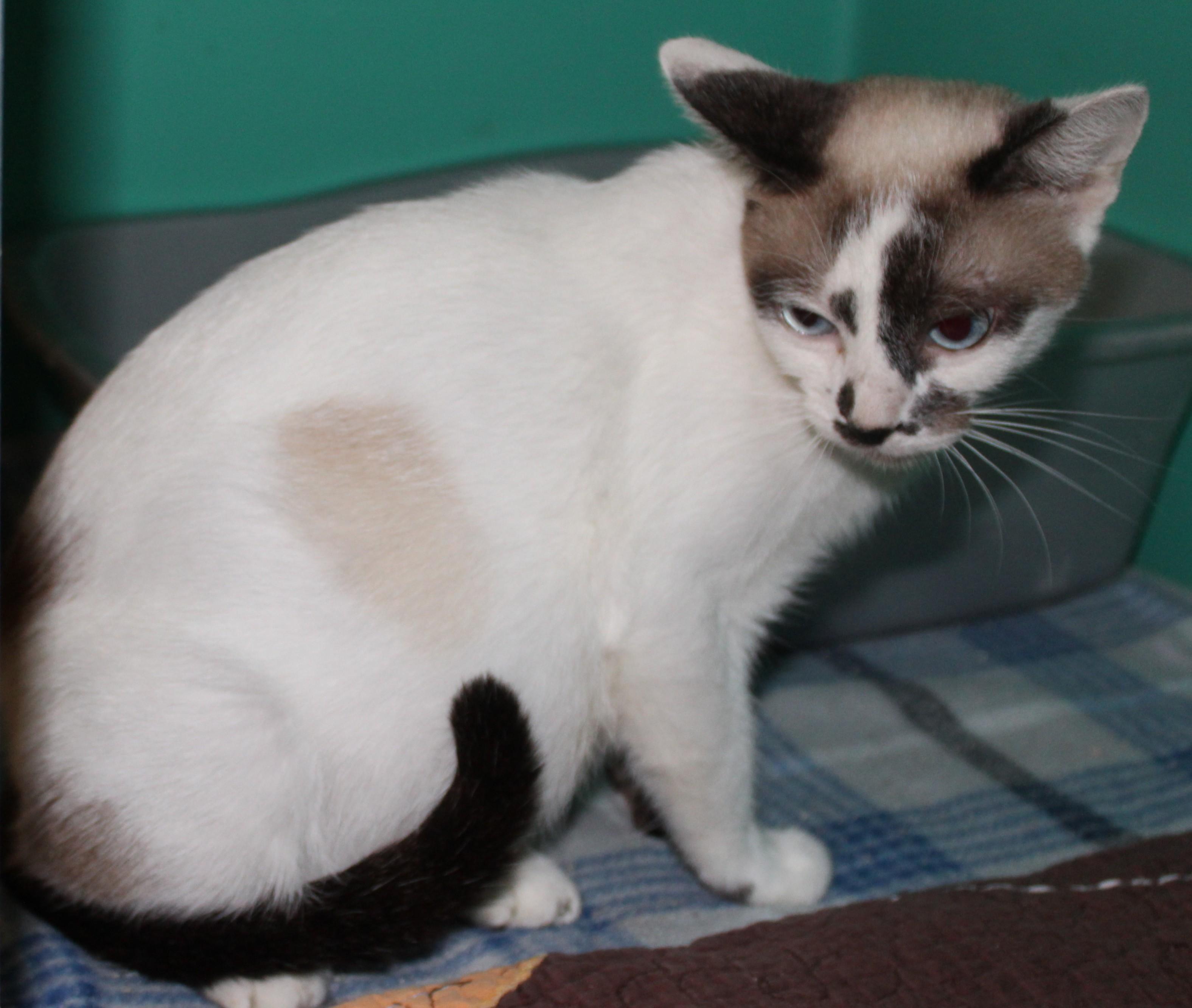 Enlarge LuLu, a Adoptable mixed breed in Huron, SD image 1/4