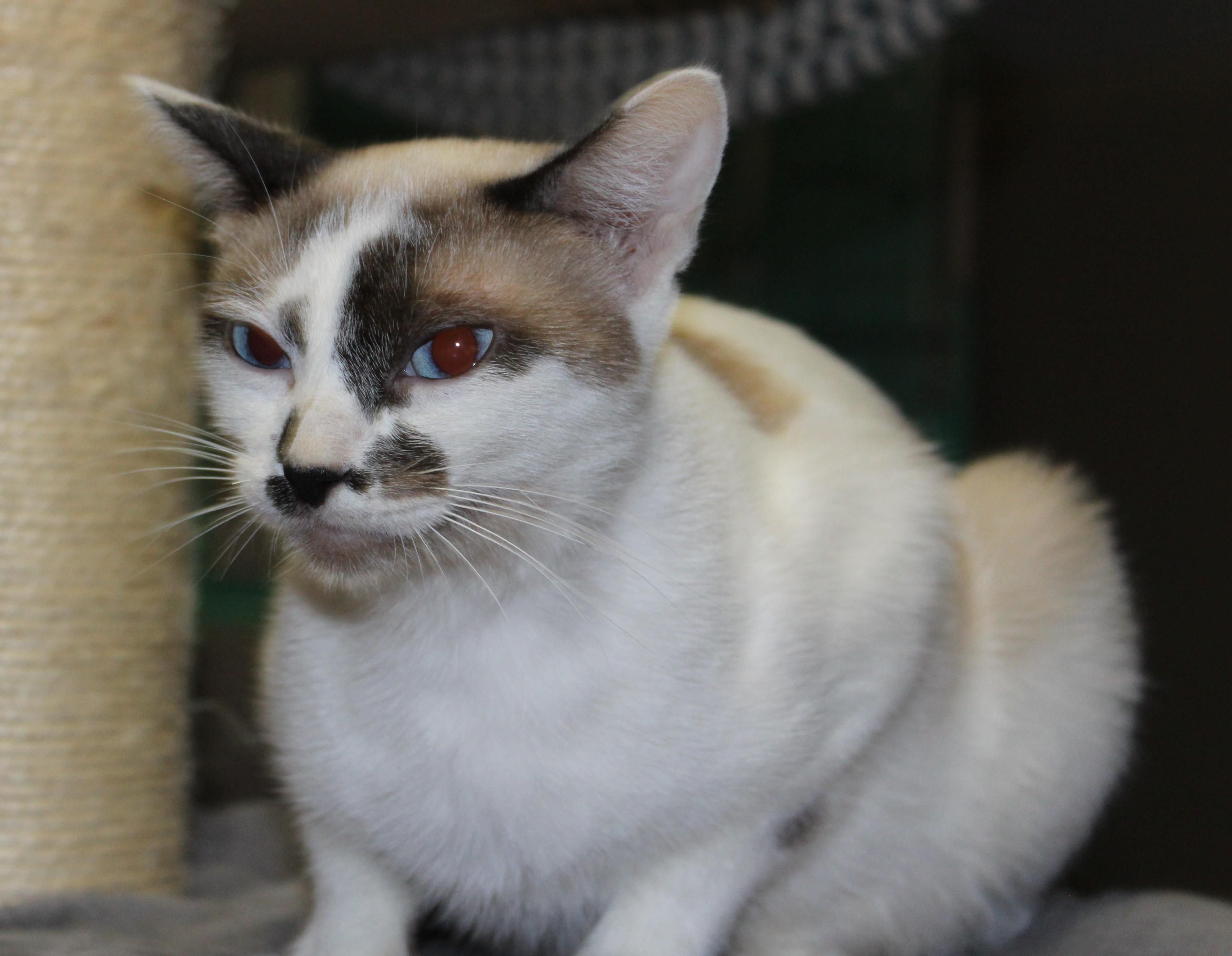 Enlarge LuLu, a Adoptable mixed breed in Huron, SD image 4/4