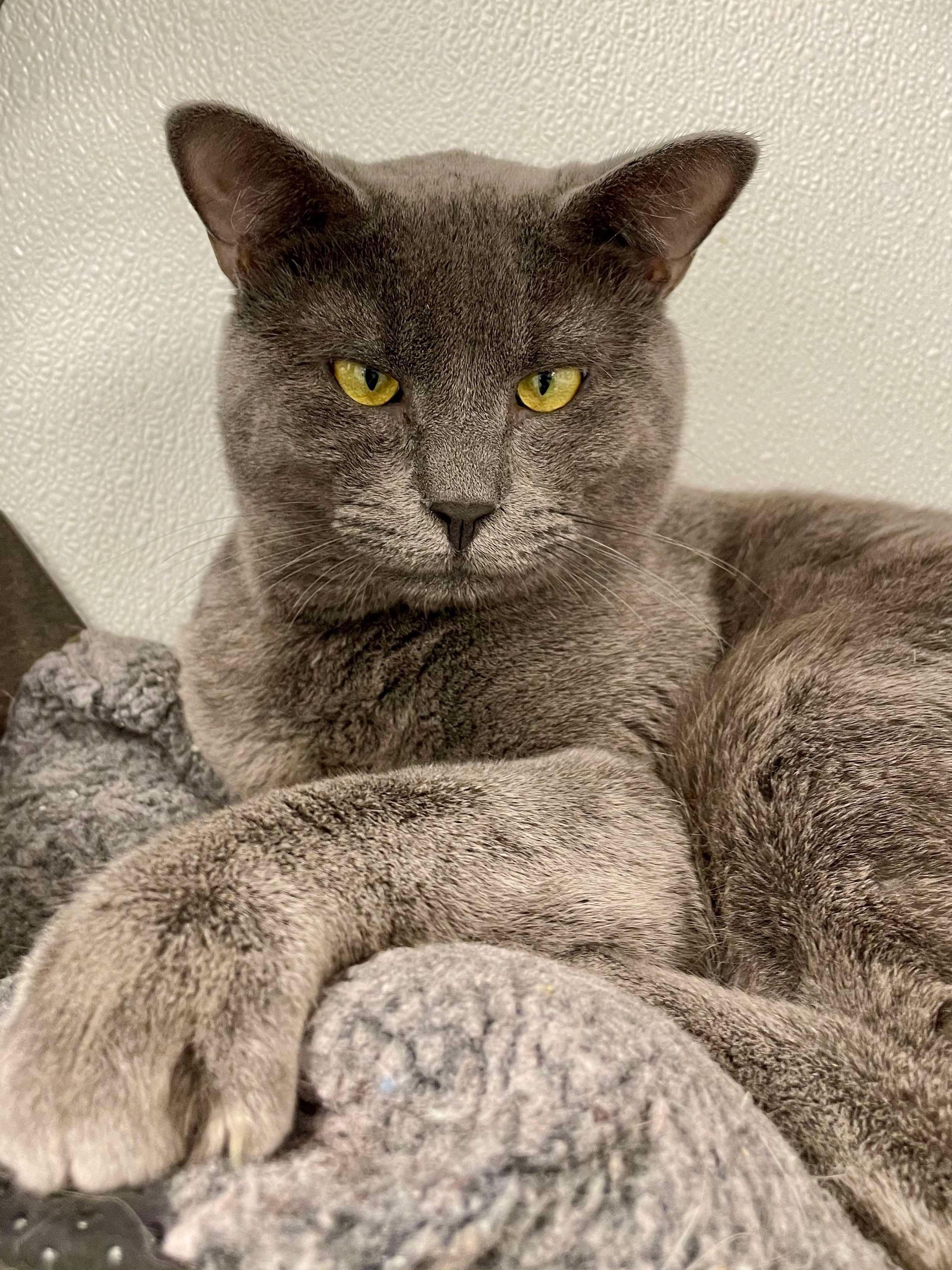 Smokey