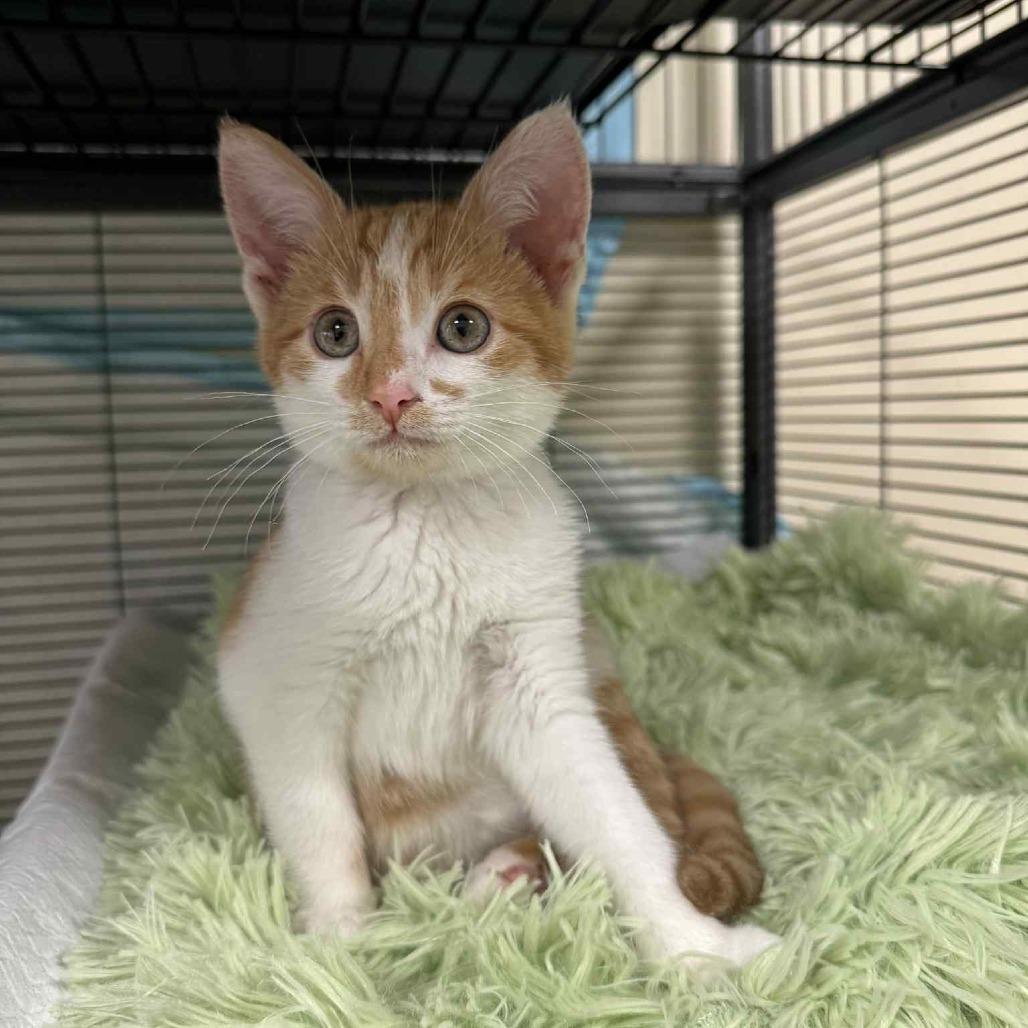 Enlarge Norbit, a Adoptable Domestic Short Hair in Huntsville, AL image 1/6