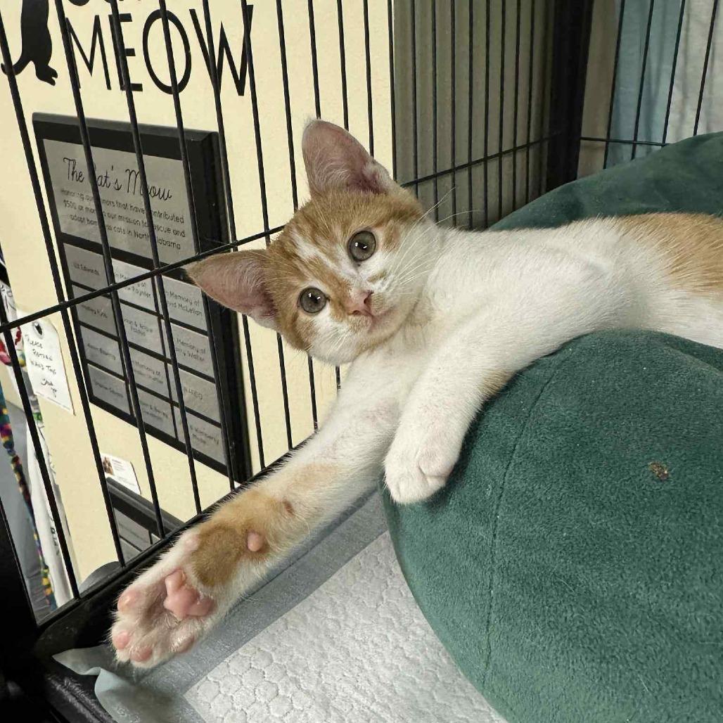 Enlarge Norbit, a Adoptable Domestic Short Hair in Huntsville, AL image 2/6