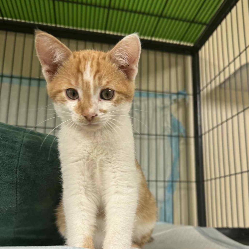 Enlarge Norbit, a Adoptable Domestic Short Hair in Huntsville, AL image 3/6