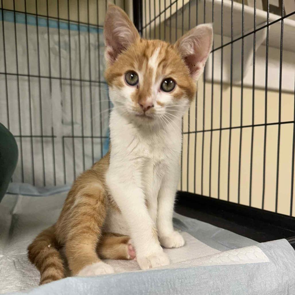 Enlarge Norbit, a Adoptable Domestic Short Hair in Huntsville, AL image 5/6