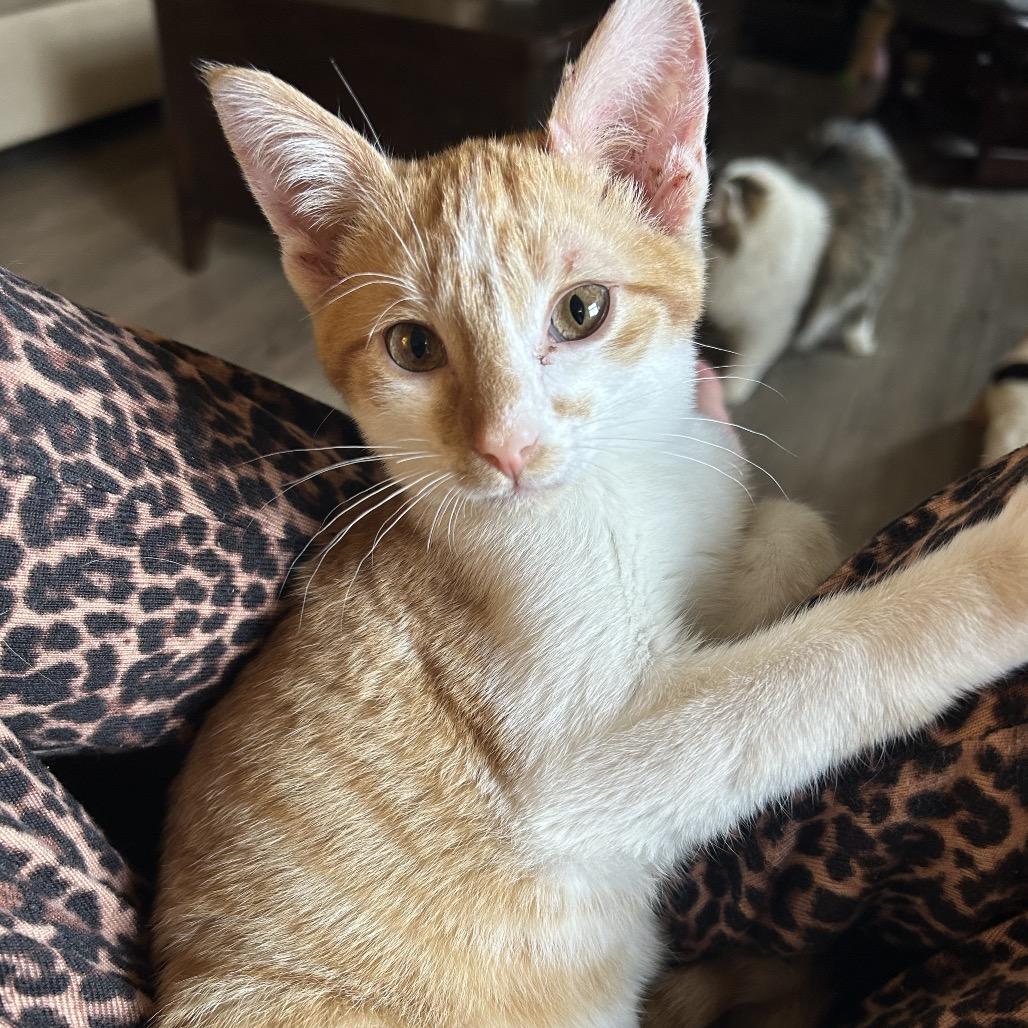 Enlarge Norbit, a Adoptable Domestic Short Hair in Huntsville, AL image 6/6