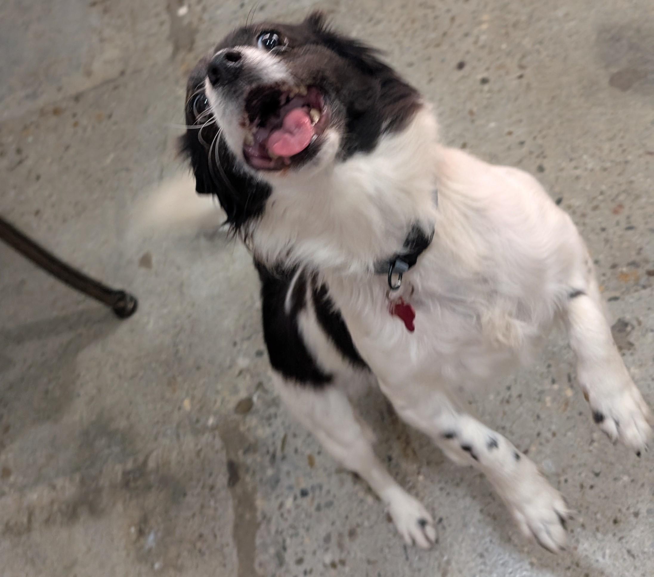 Gretta, a Adoptable Chihuahua in Thousand Oaks, CA image 5/5