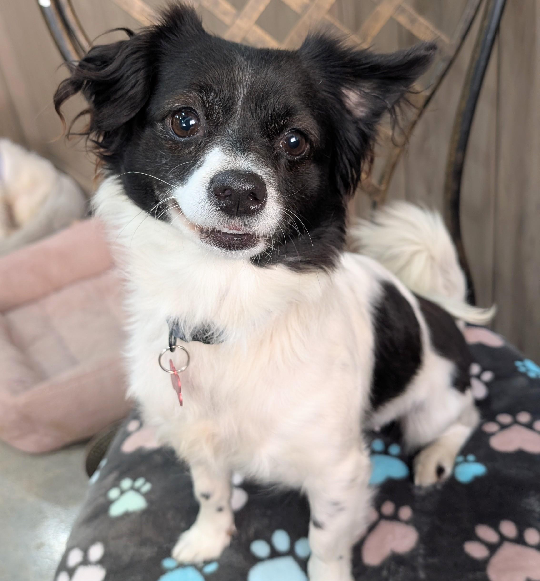 Gretta, a Adoptable Chihuahua in Thousand Oaks, CA image 2/5